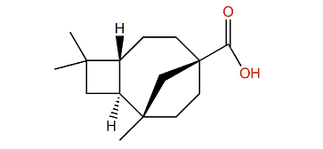Rumphellaoic acid A
